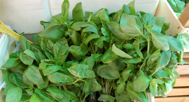 a Pesto �z�st a nap�rlelte bazsalikom adja