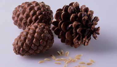 A Pesto egyik alapanyaga a feny�mag