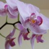 Orchide�k