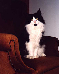 GIC Magic Starlight’s Adrian 2