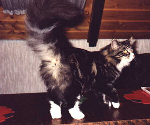 RW SGC Hannah Fee av Senja