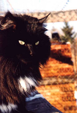 CH. Overgold Balinka